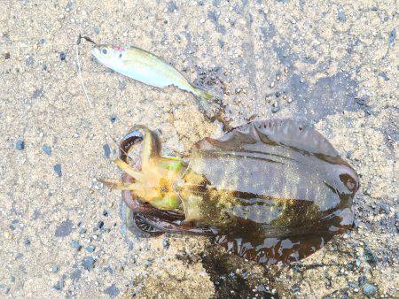 エギングのちウキ釣り